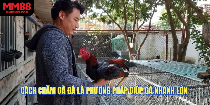 Cách chăm gà đá là những phương pháp giúp gà nhanh lớn & khỏe mạnh