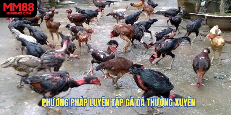 Phương pháp luyện tập gà đá thường xuyên